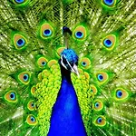 The Cosy Peacock *