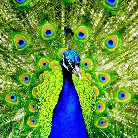 The Cosy Peacock *